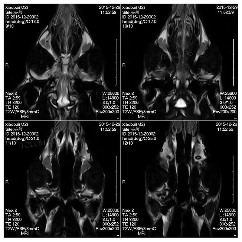 LHWMRI1 Vet Magnetic Resonance Imaging MRI Scanner Machine Pets Cat Dogs Veterinary MRI