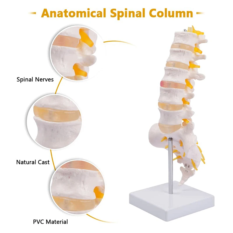 Modello lombare della colonna vertebrale modello di anatomia delle vertebre lombari umane a grandezza naturale con sacro e nervi spinali strumento