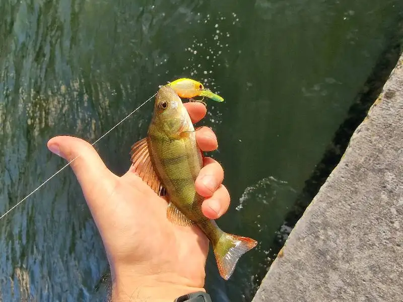 Kingdom Crazy Crankbaits Langsam Sinkende Angelköder Mini Minnow Swing Kleine Cranks Harte Köder 5g 37mm Wobbler Angelzubehör – Detail 1