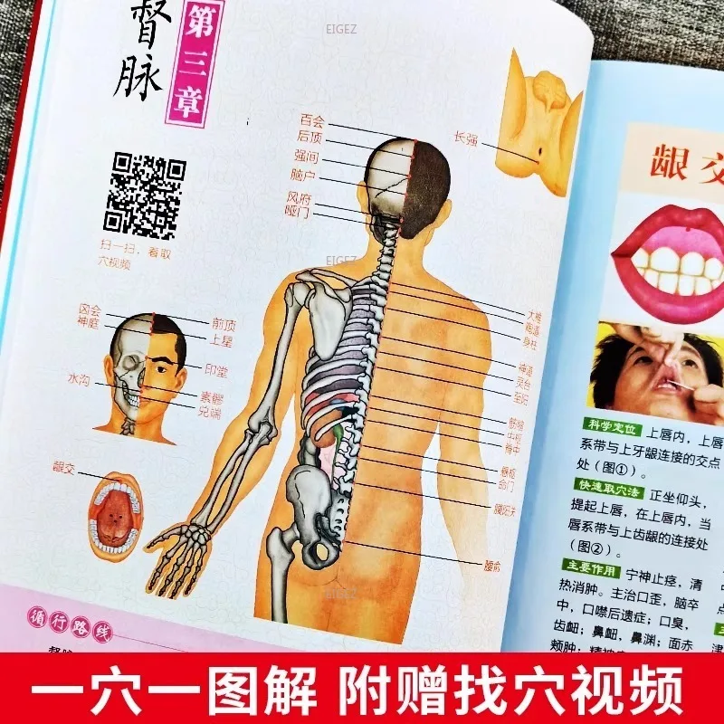 Livro mapa padrão, verificação rápida, meridianos do corpo humano genuíno e acupontos velocidade do diagrama, seleção base zero