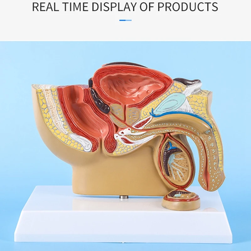 1:2 Male Pelvic Sagittal Section Testicular Prostate Bladder Rectal Urinary System Model