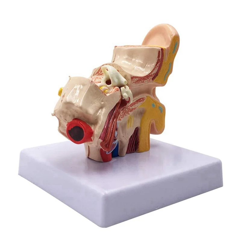 SB-5X 1.5X Human Ear Anatomy Model - Professional Desktop Inner Ear Structure Simulation Model For Education