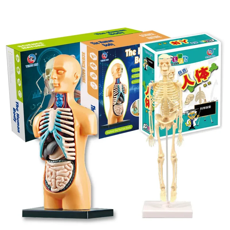 

Kids Educational Toy Science STEM Game Assembled Human Body Skeleton Anatomy Organs Bones Kit STEM Toys For Children