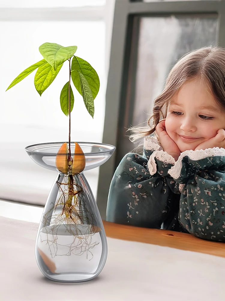 مزهرية بذور الأفوكادو شفافة مزهرية الأفوكادو المائية مزهرية زجاجية لشجرة الأفوكادو لمحبي البستنة