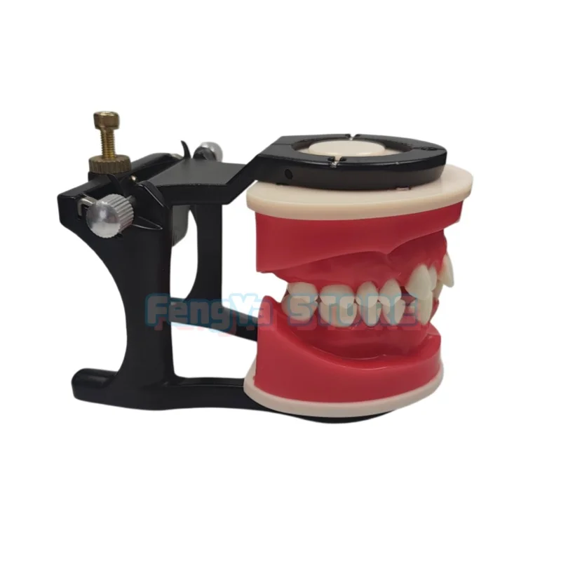 Thumbnail 3 - #22 Best Dental Teaching Models to Buy In 2026