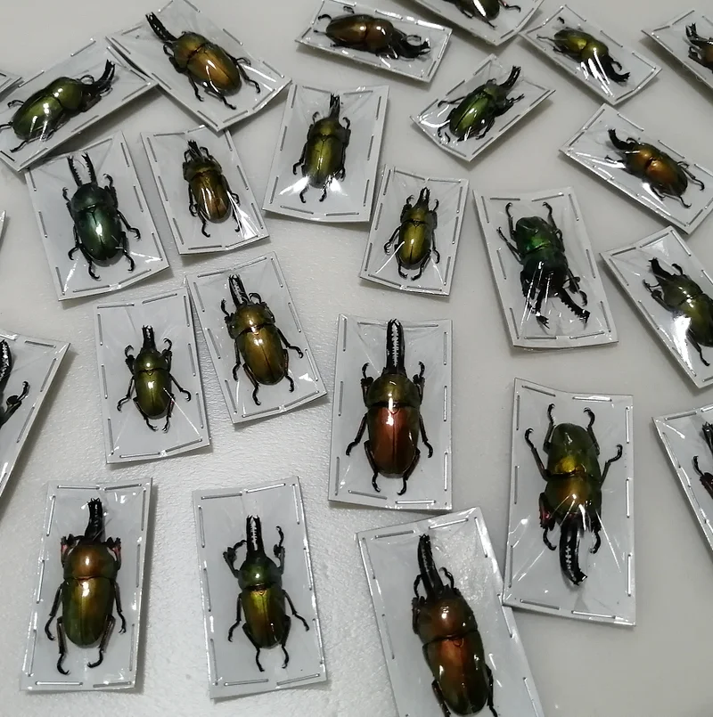 1 Pc Insect specimen Indonesian golden spade beetle photography props specimen ornaments hobby collection