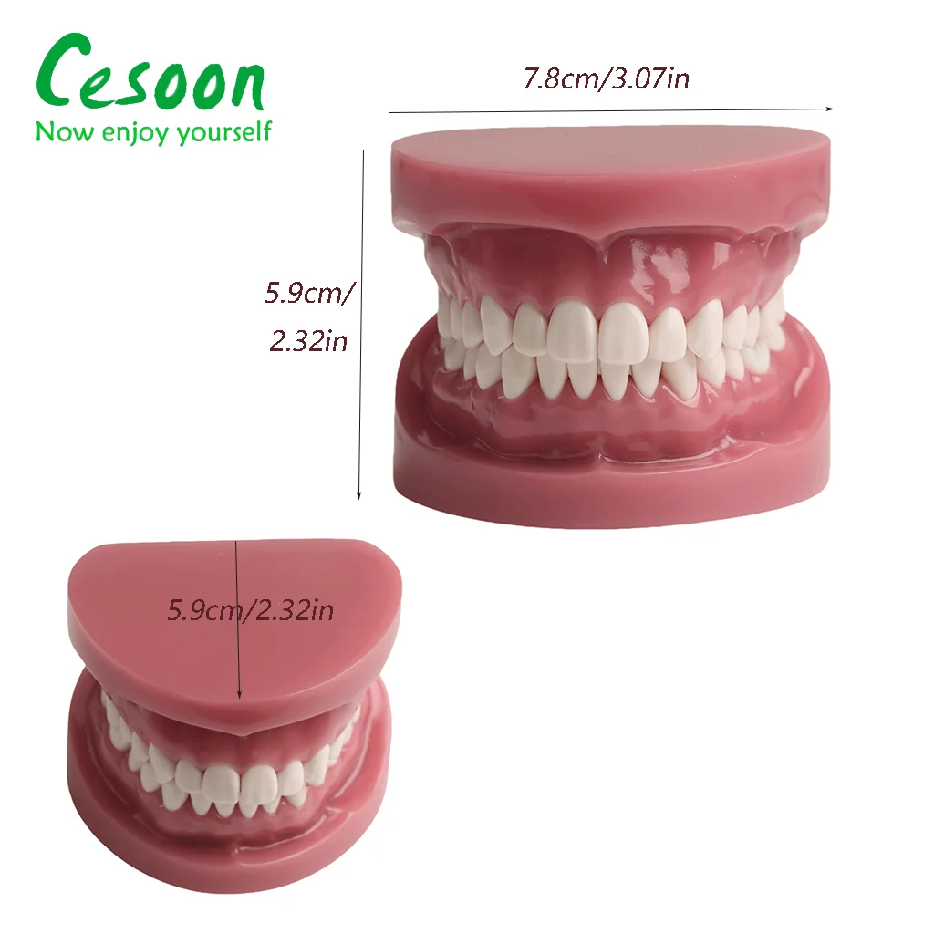 1Pc Dental Study Teaching Tooth 1:1 Adults Standard Teeth Model M7004 Upper and Lower Jaw Typodont Demo Simulation Practice Tool