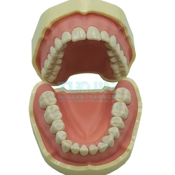 Model zębów dentystyczny pasuje AG3 28 Model nauczania dentystyczny standardowy Model zastępczy Typodont zęba