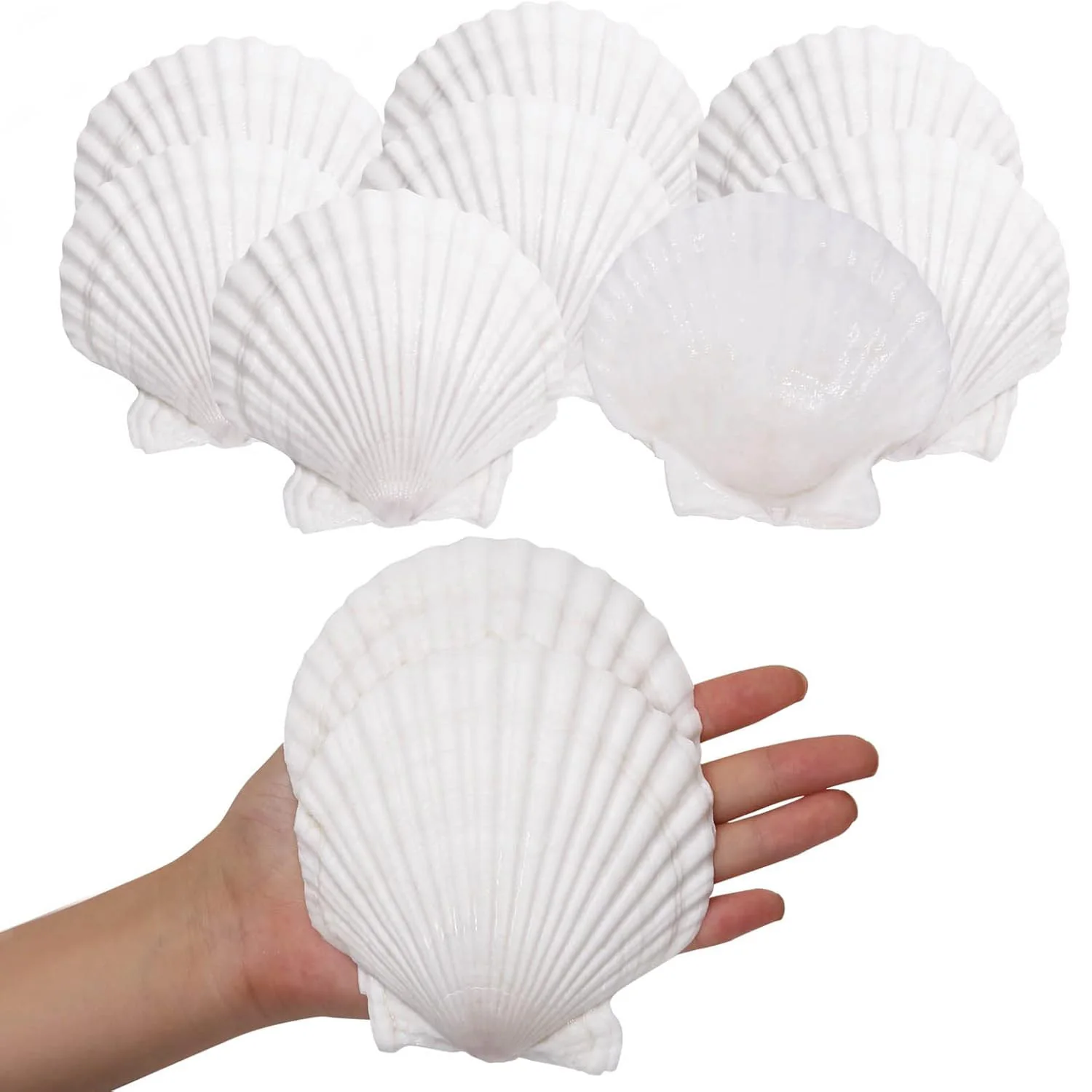 10pcs Large Scallop Shells, Handmade DIY Graffiti Decorations, Home Decor, Wedding Souvenirs, Homestay Soft Furnishings