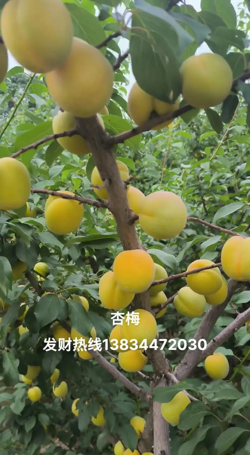 Для Proscenic M7 Pro、M8 Pro、M7 MAX、Laresar L6 Pro、Ultenic T10、Viomi S9、Viomi D800 potp4.4V 12800 мАч замена литий-ионного аккумулятора