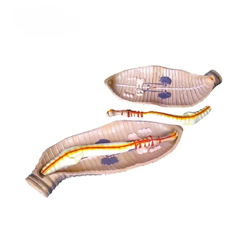 Earthworm structure model Medical science Skin model