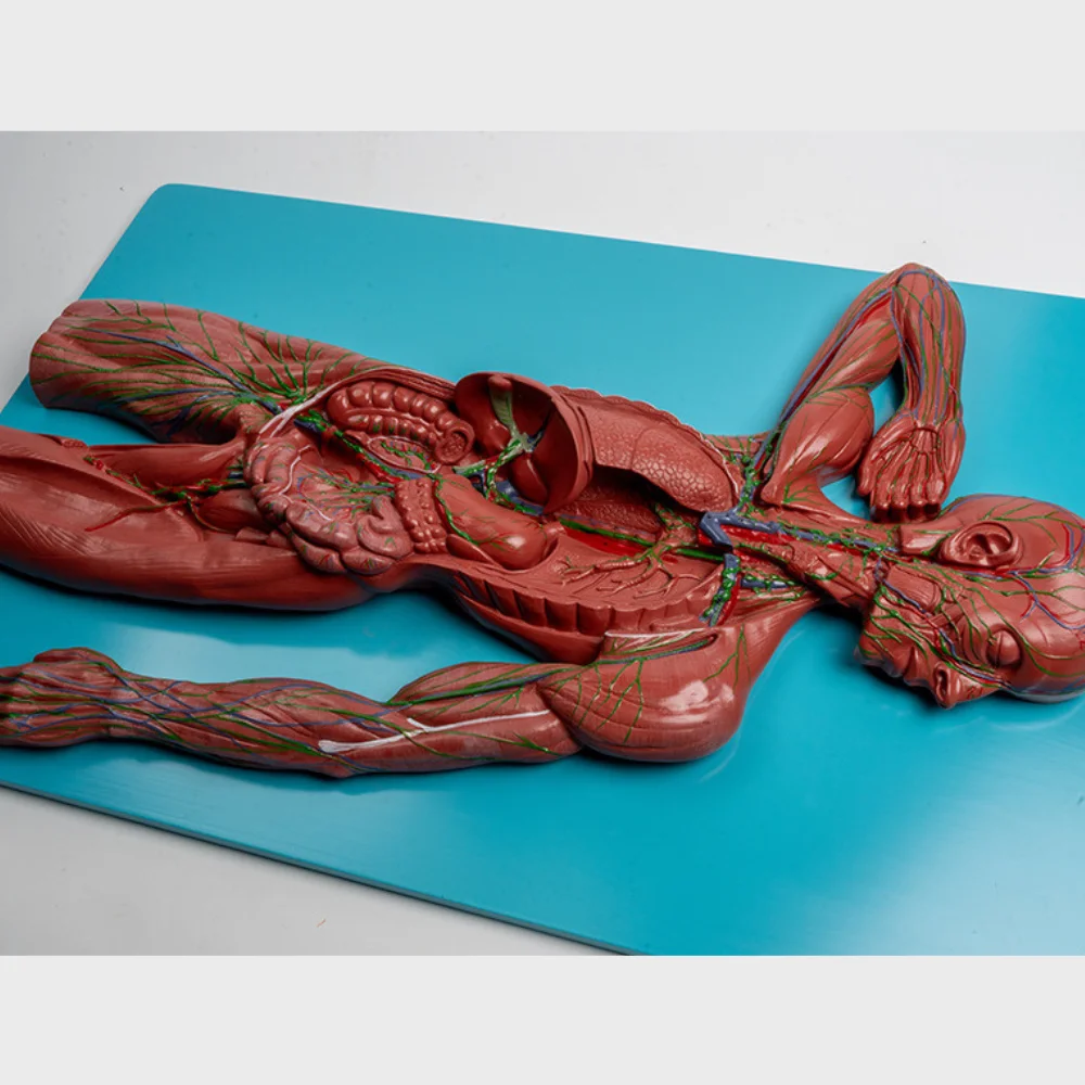 

Модель лимфатической системы, медицинская наука, эндокринная система, сосудистый симулятор, обучающий материал для Medico Medicine College School