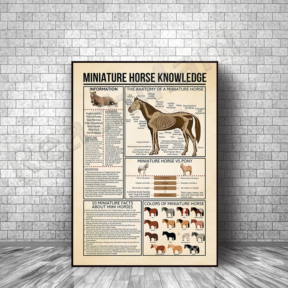 Póster sin marco con información sobre caballos en miniatura, razas de caballos, póster de conocimientos sobre caballos, póster de conocimientos para amantes de los caballos