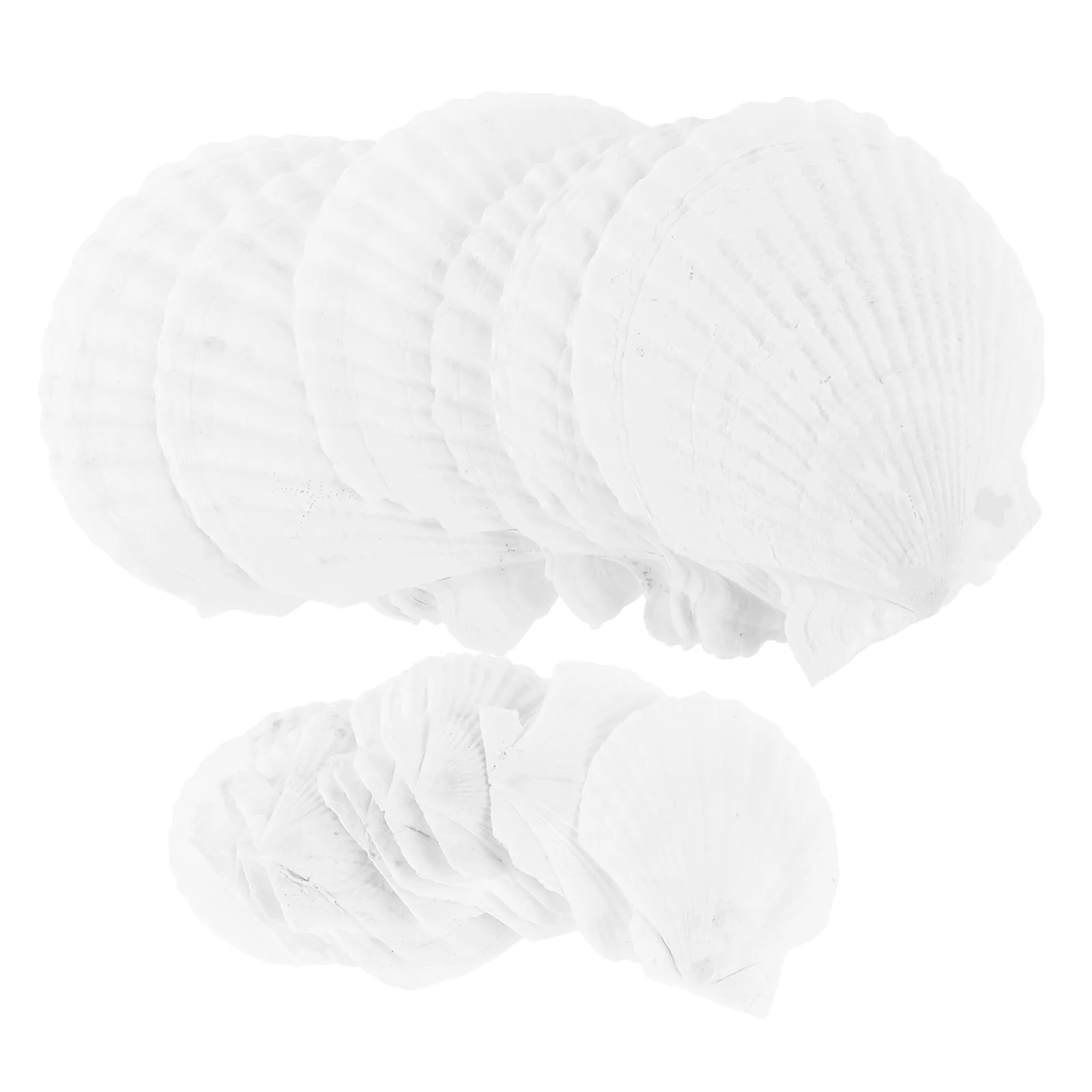 

18pcs Shell Decoration Natural Large Marine Decorations Shells for Painting Home Decor Marine Style