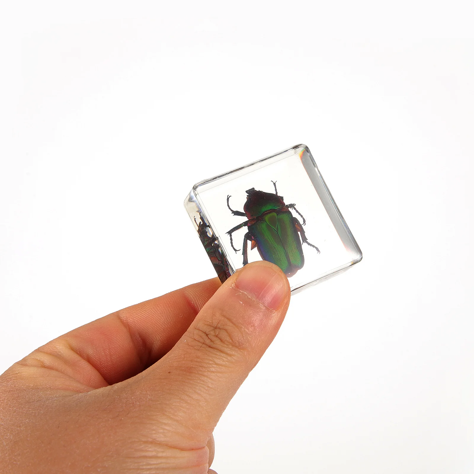 

6 Pcs Insect Book Town Decorations Exquisite Resin Bugs Home Student for Table Desktop