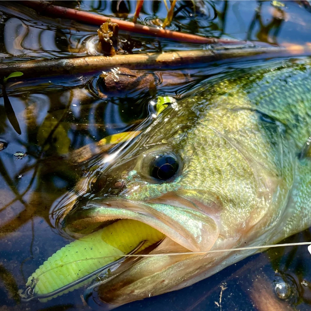 خطاف صيد السمك Cast&Catch SCRE - مراجعة Fishing Hook Weedless وسعره