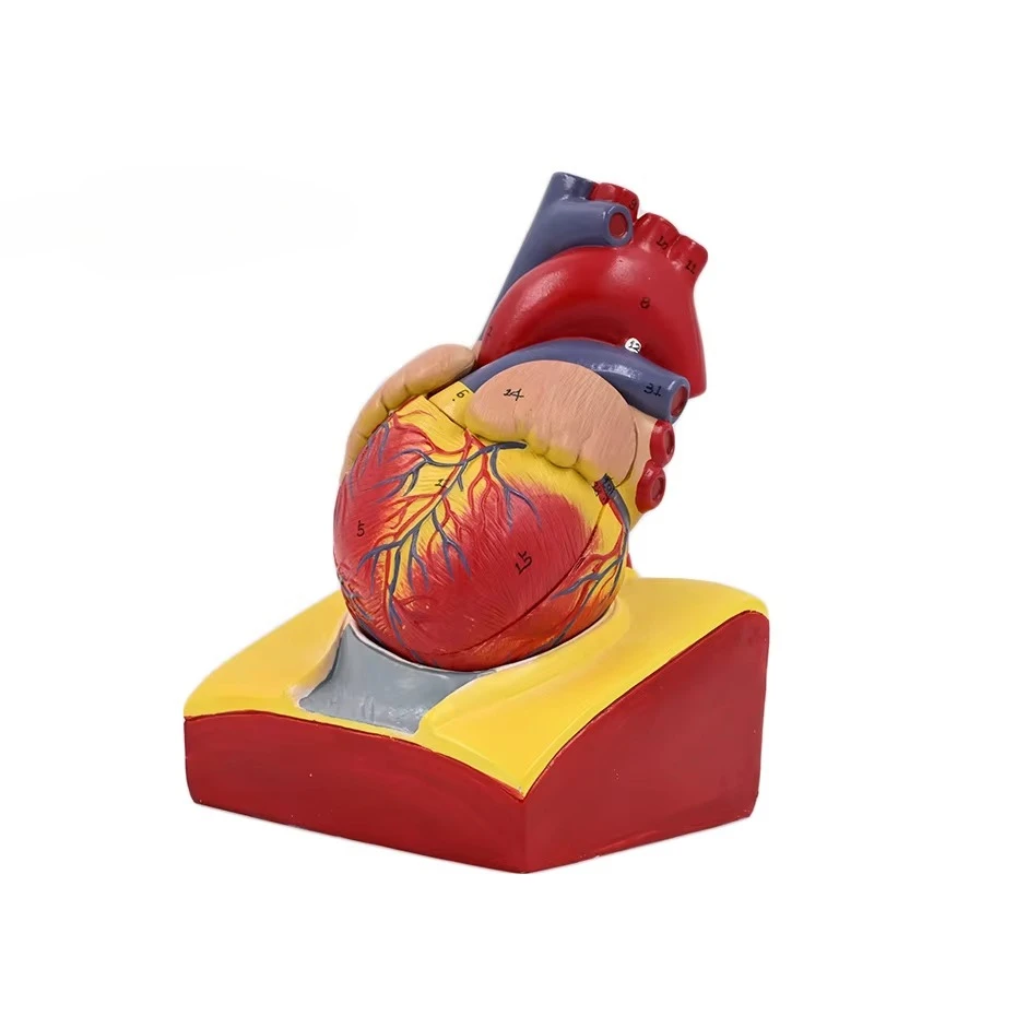 A life-size anatomical model of the human heart