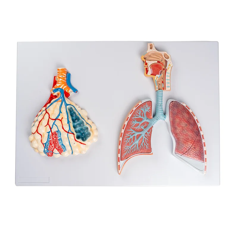 

Human Respiratory System Relief Model Nose Mouth Pharynx Lungs Bronchi Alveoli Pulmonary Lobules