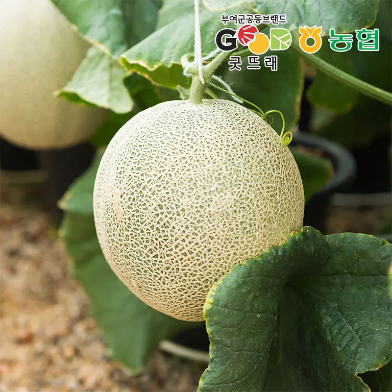 Nonghyup ausgewählte Buyeo-Muschmelone, heimische Melone, gute Spur