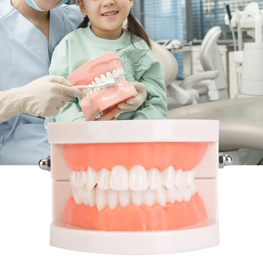 1Pcs Oral Care Education Model Kindergarten Children Teeth Brushing Model Dental Laboratory Health Care Teeth PE Soft Gum Model