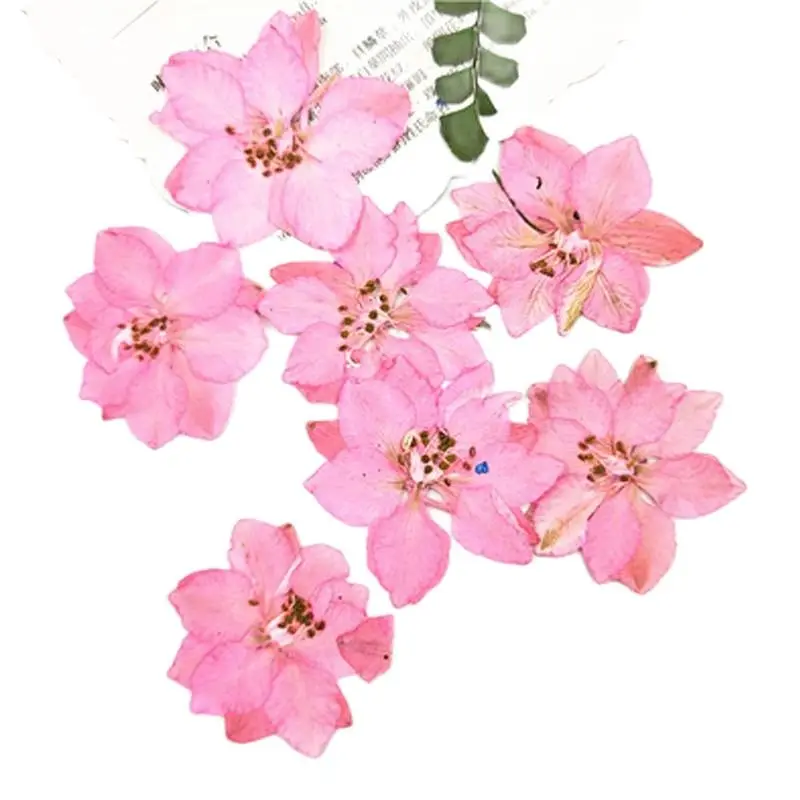 Dye Color Larkspur for DIY Filler Material, Real Press Flower, Wholesale, Free Shipping 120pcs