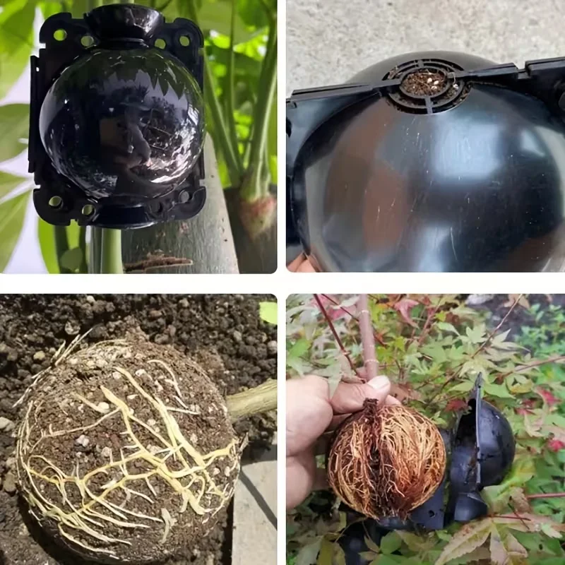 12pcs Plant Root Growing Box Propagation Reusable rooting Grafting breeding seedling Garden plant rooting ball Garden supplies