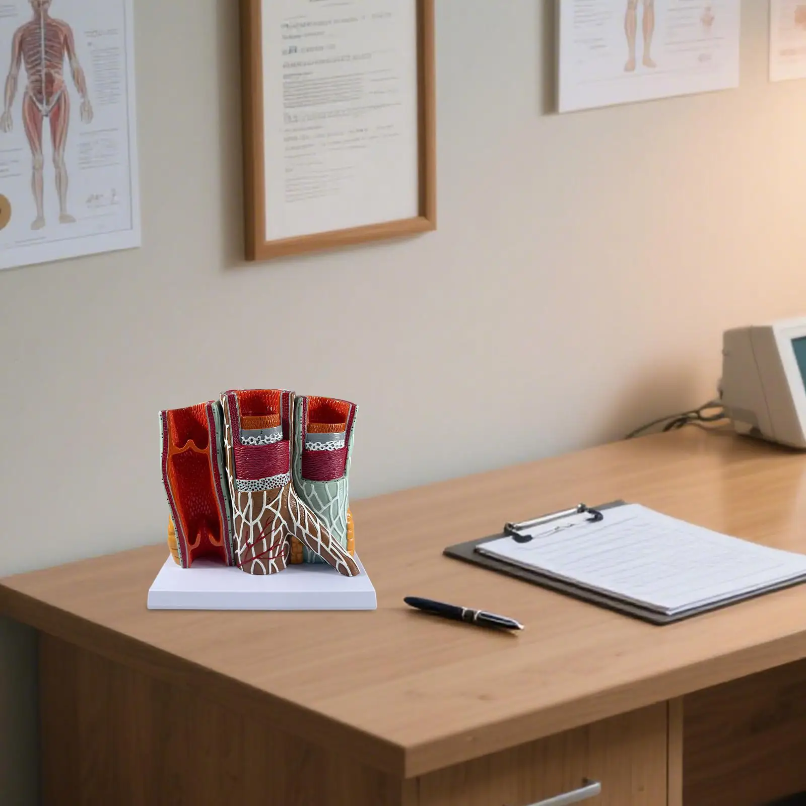 نموذج الأوعية الدموية البشرية تعليم العلوم العلمية التعليمية الوريد الشرياني هيكل الوريد الشرياني نموذج التشريح التعليم #3