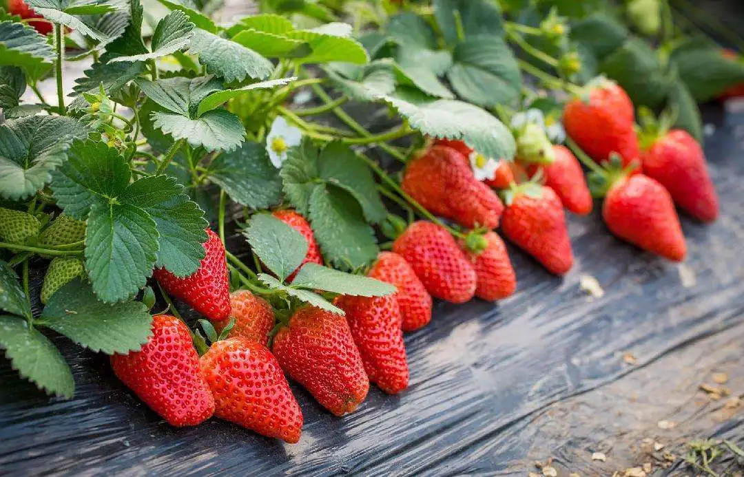 Special Strawberry Fertilizer Supplemental Plant Nutrition Hydroponics Expanded Fruit Rapid Rooting For Home Garden Bonsai