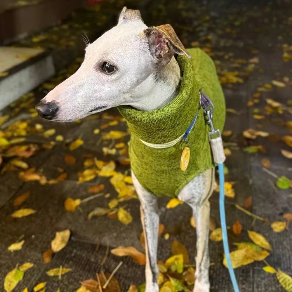 Dickes grünes Fleece-Sweatshirt für Whippet-Hunde im Winter. Warmer 2-beiniger Ärmel-Kopfwärmemantel mit hohem Kragen für italienischen Windhund – Detail 3
