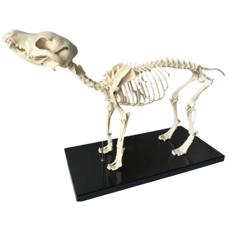 

Dog skeleton, animal skeleton, Canidae dog skeleton, pet dog, veterinary teaching instrument, animal teaching model