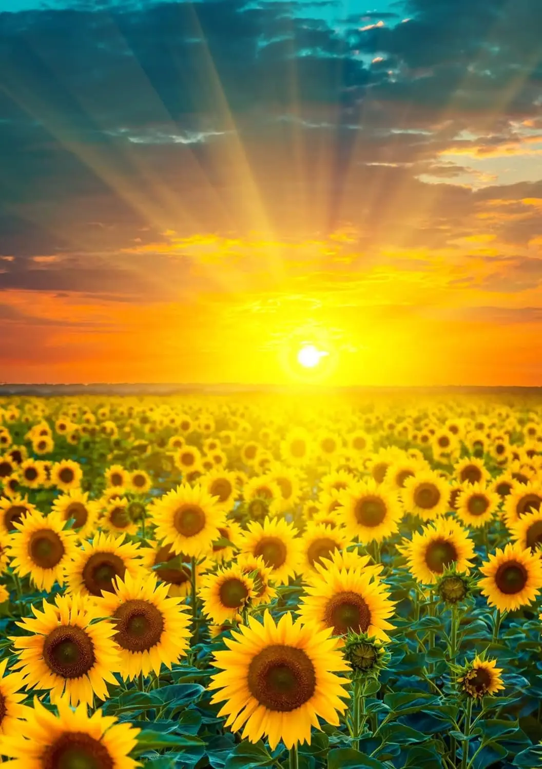 Sunflower Flower Fields Farm Sunset Spring Summer Nature Landscape Garden Flag 12 x 18 Inch Double Sided Yard House Outdoor  zzo