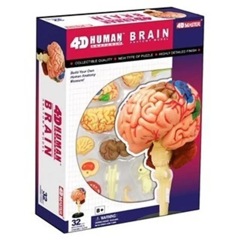 4D MASTER Educational Puzzle Assembly Toy Human Brain Organ Anatomy Model for Medical Teaching and Science Popularization