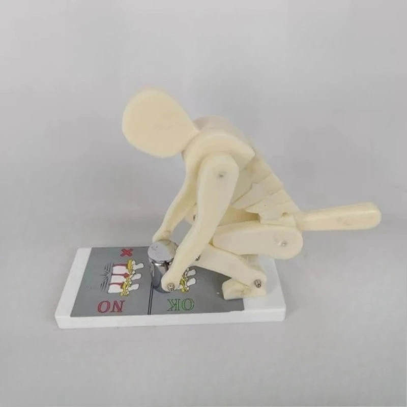 Human body bending, weightlifting, spinal stress demonstration model, fitness weight, correct posture demonstration model
