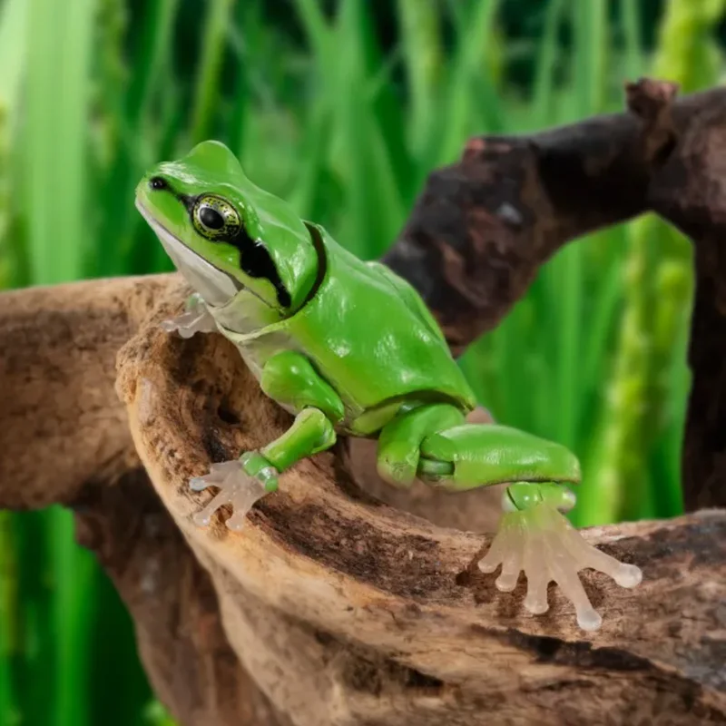 Anime Figure Genuine Jepang Peta Biologi Besar Dari Frog Peta Biologi Besar Dari Mainan Telur Gacha Toys Action Mainan Gashapon