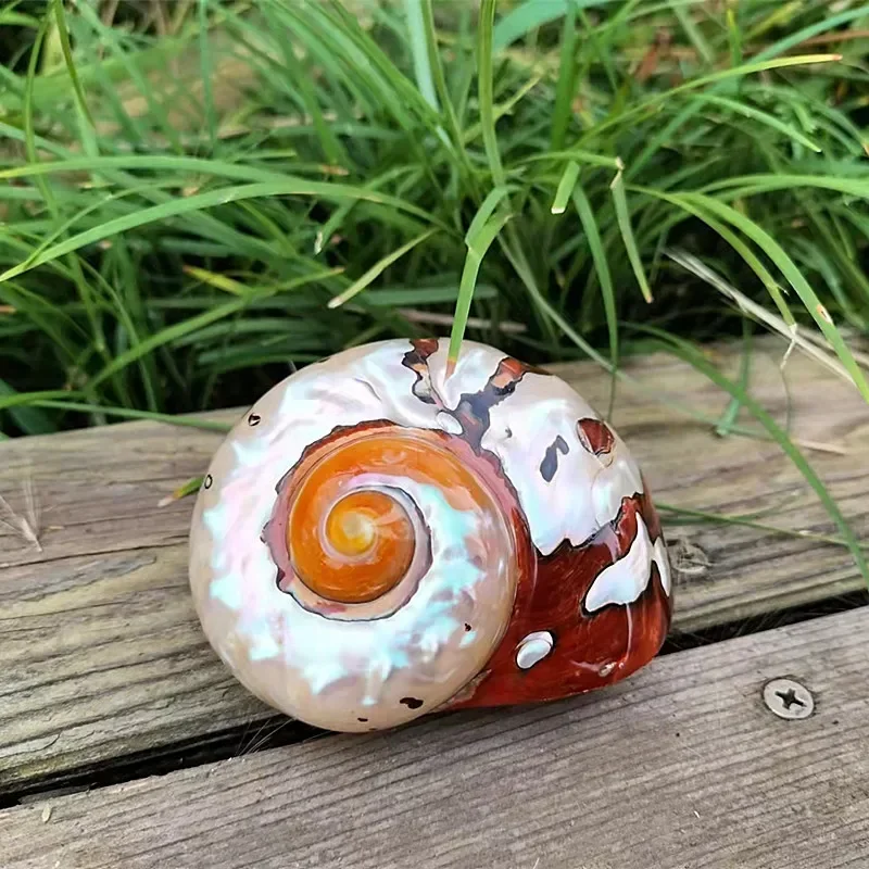 Caracol Natural de Sudáfrica, concha de tornillo grande nacarada, cangrejo ermitaño, reemplaza a los adornos de Acuario, concha de mar, 7-9cm