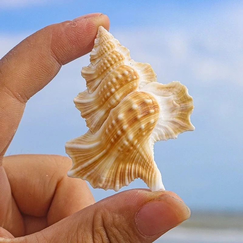 Wing Snail Collection Sea Star Fish Tank Landscaping Decoration Home Office Ornament Natural Rare Conch Shell Specimen