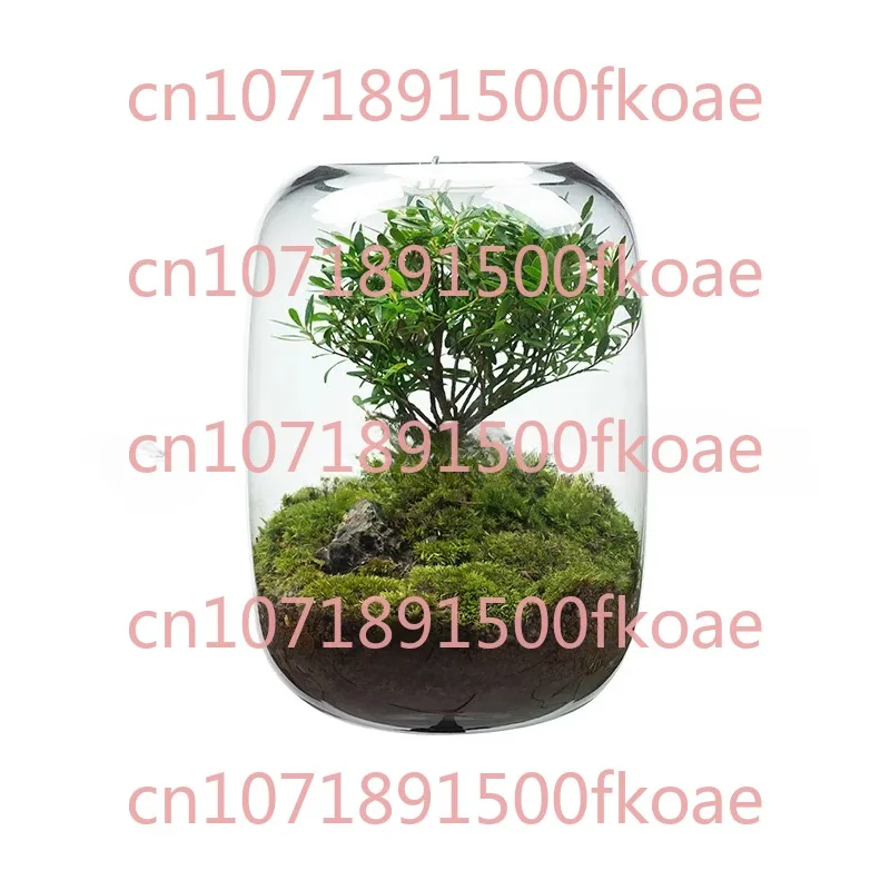 Creative Desktop Moss Micro Landscape Bonsai, Easy To Preserve Green Plants, Glass Flower Pots, and Potted Plants