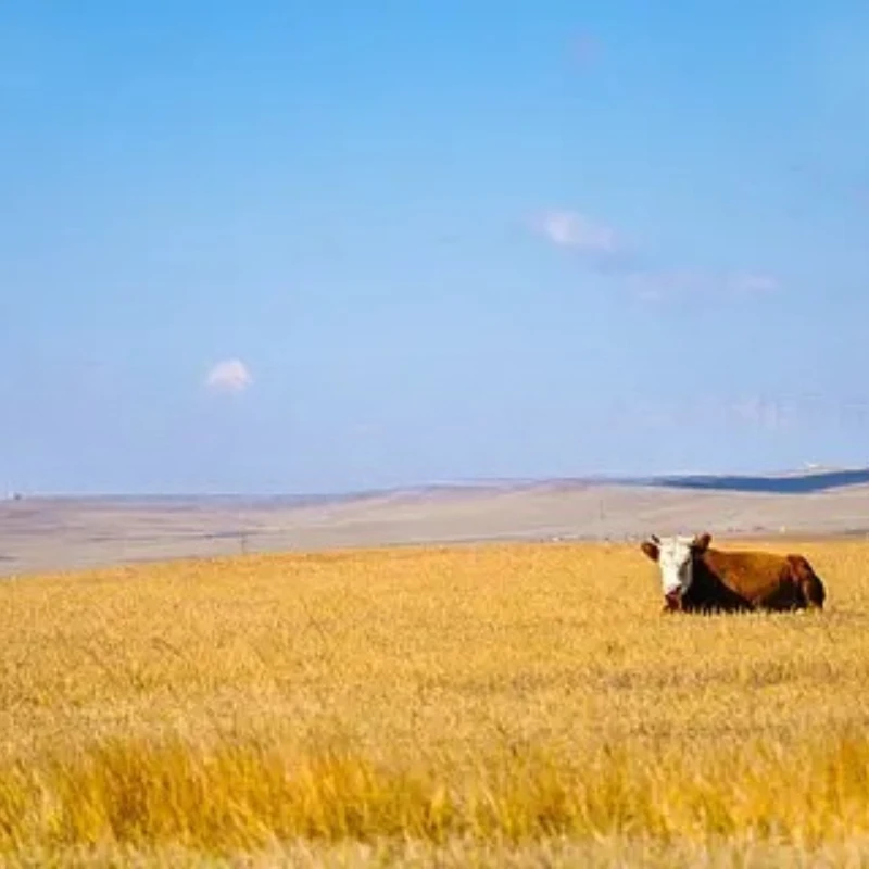 

GEPRC SPEEDX2 1102 10000KV Motor ESC 12A Brushless Motor Black with Mini 1.6-2 Inch RC FPV Racing Drone Multicopter Accessories