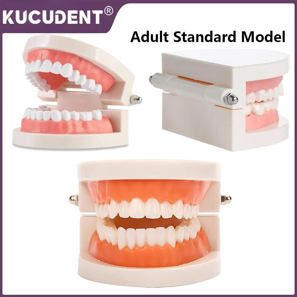 Dental Teeth Model Standard Teaching Adult Typodont Demonstration Denture Model for Students Teaching Learning Dentist Lab Tools