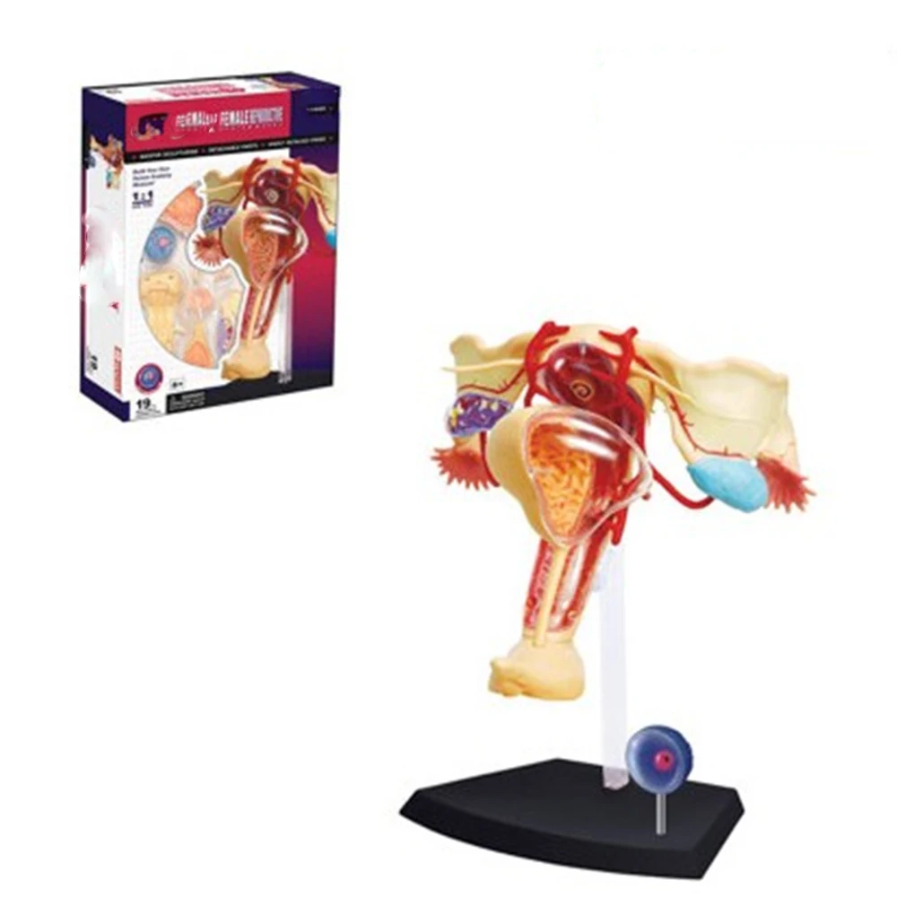 1:1 Mini Human Female reproductive organ assembly model 19 pcs Assembled Human Anatomy Model