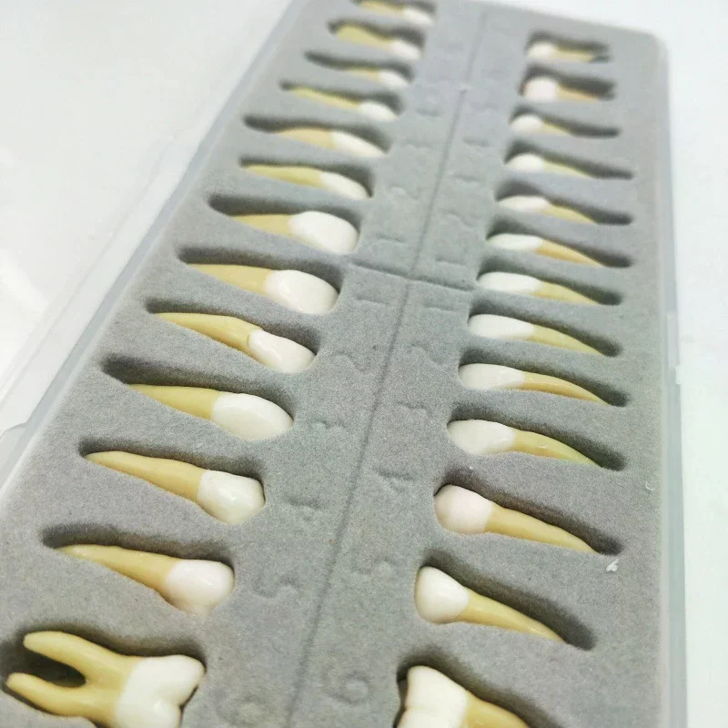 

28 Teeth Dental Implant Dentist Practice Product Teeth Model Dental Permanent 28 Teeth Teach Study Model Accessories