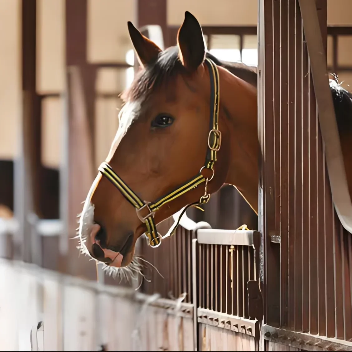 Low-carbon and environmentally friendly bamboo wood panel Warmth and heat insulation Non-toxic and odorless horse panels custom