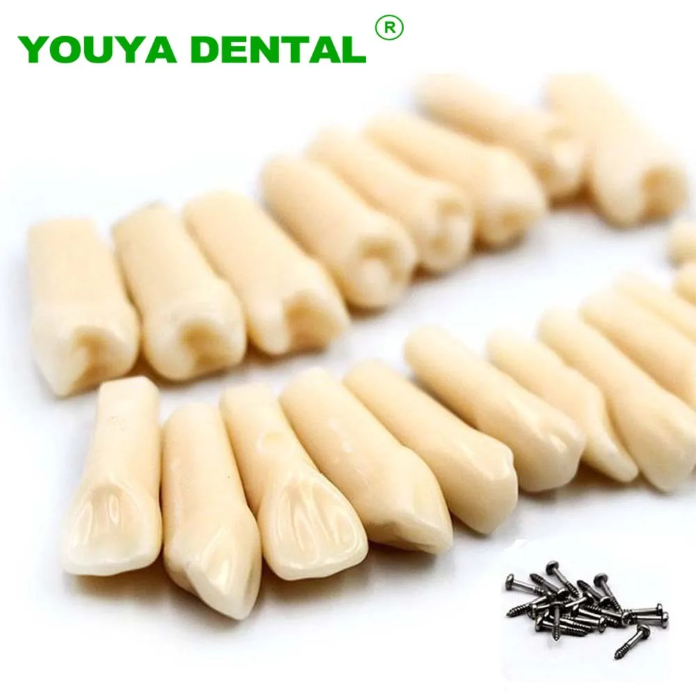 28/32pc Dental Teeth Model Simulated Replacement Teeth Grain Model Oral Teaching Model Dental Lab Dentist Student Material