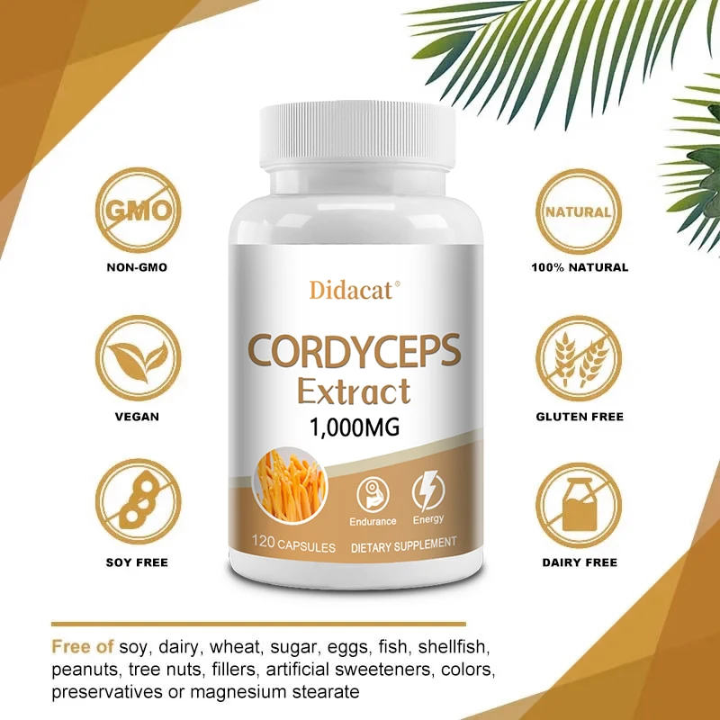 Cordyceps Sinensis Mushroom Extract, Cápsulas Vegetarianas, Reabastecer Energia Natural, Não Biológico Modificado