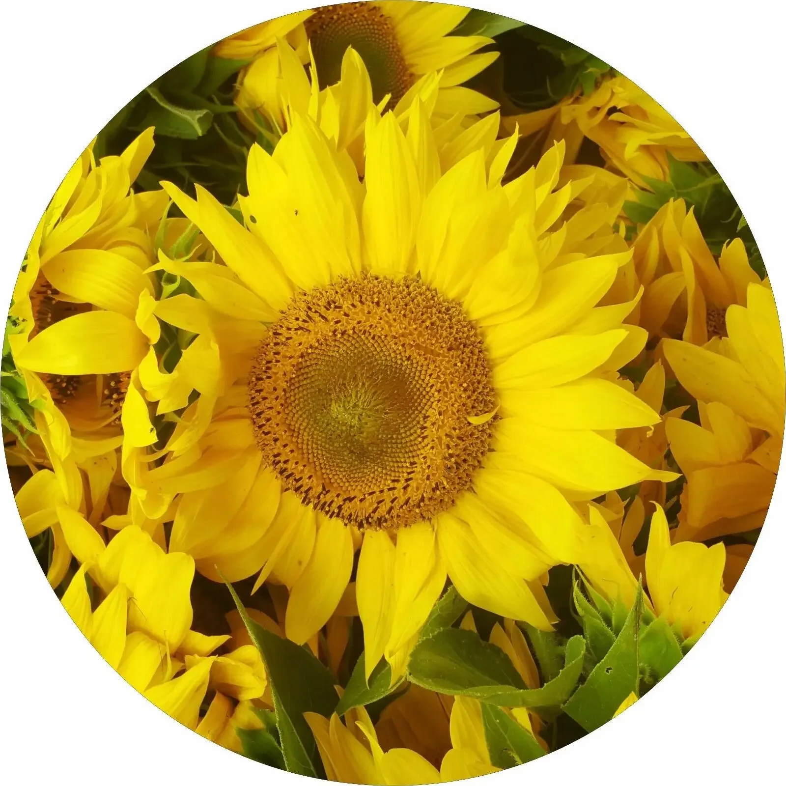 Sunflowers Spare Tire Cover All Sizes Available-back up camera optional