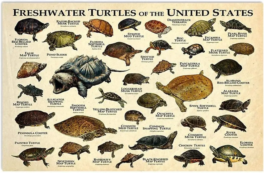 Turtle Knowledge Metal Sign Vintage Farm Decor Freshwater Of The Us Tin Poster Home Club Office Wall Decoration Plaque 8 si sign
