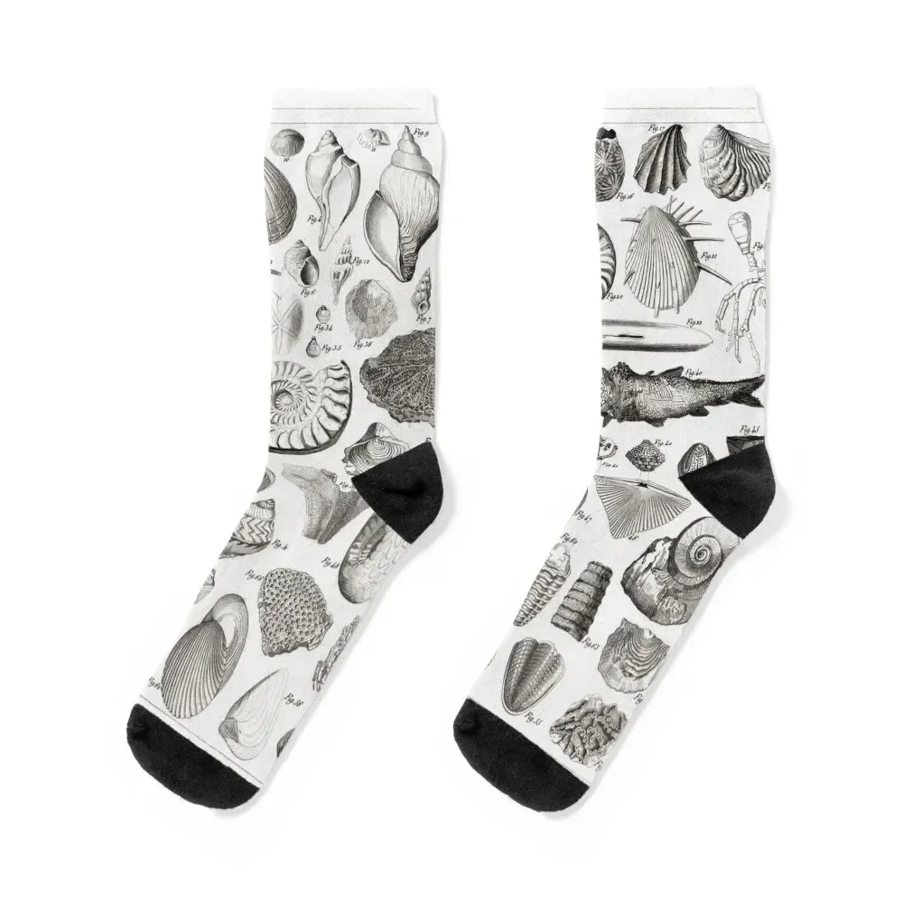 

1857 Diagram Paleontology: Fossils Socks summer tennis custom anti slip football Socks Men's Women's