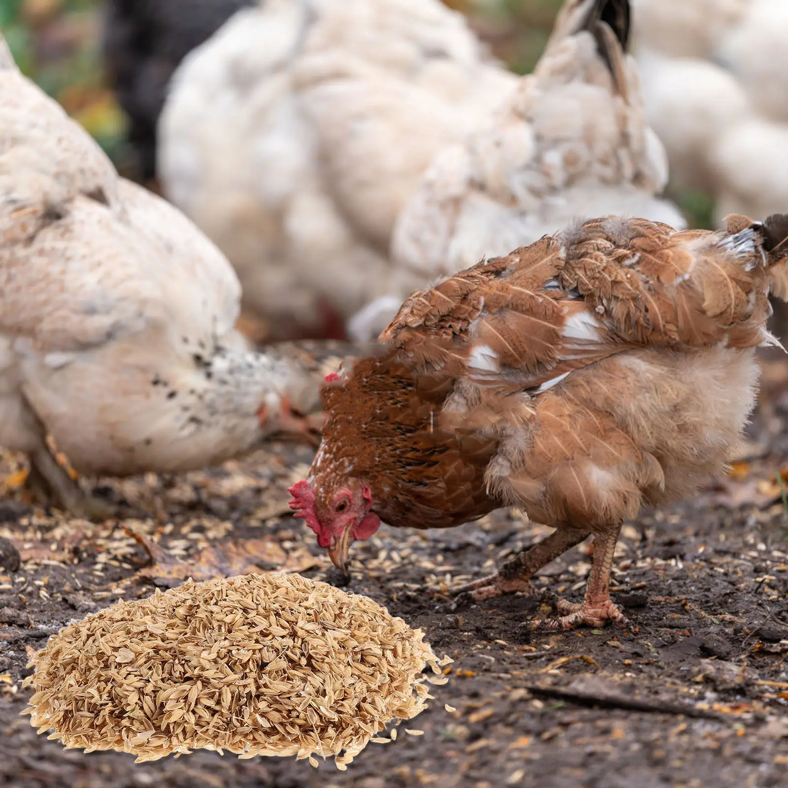 

1Set Natural Rice Husk Chicken Bedding for Nest Boxes Moisture Reduction Winter Poultry Supplies Farming