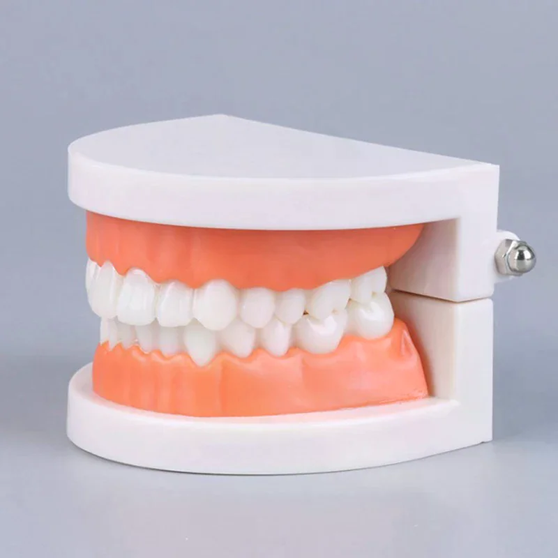 1PCS Adult Standard Typodont Demonstration Denture Model Standard Teeth Model Compatible Kids Dental Teachig Clean Display