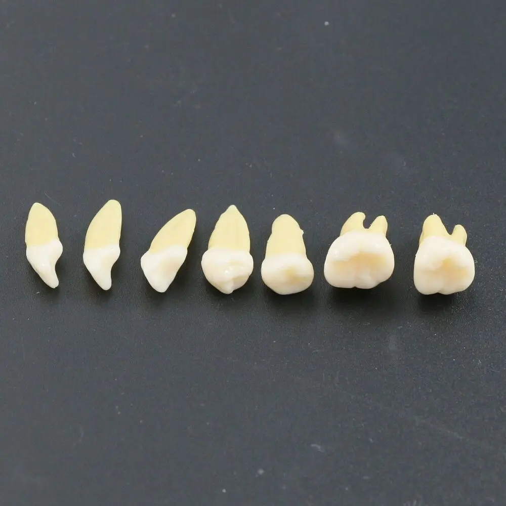 28PCS Dental 1:1 Permanent Teeth Teach Study Model Demo for Lab Education M7021 Dental Model